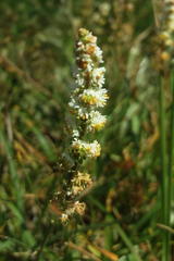 Sesamoides interrupta