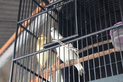 Leucopsar rothschildi