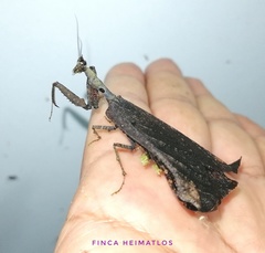 Pseudacanthops