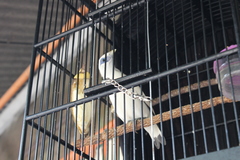 Leucopsar rothschildi