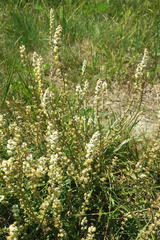 Sesamoides interrupta