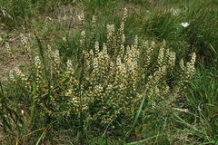 Sesamoides interrupta