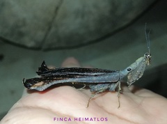 Pseudacanthops