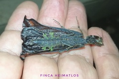 Pseudacanthops