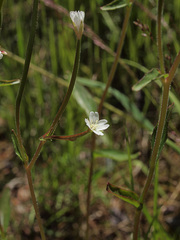 Epilobium lactiflorum
