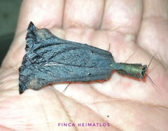 Pseudacanthops