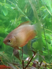 Trichogaster chuna