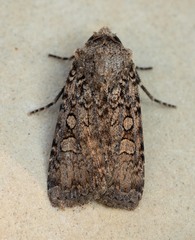 Euxoa scholastica