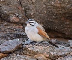 Emberiza capensis bradfieldi