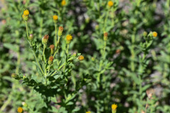 Eucephalus breweri
