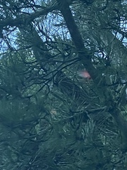 Cardinalis cardinalis cardinalis