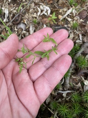 Paronychia fastigiata