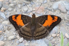 Adelpha mesentina