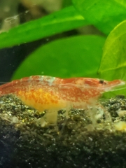 Neocaridina davidi