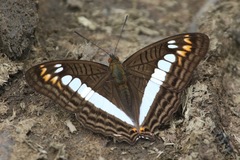 Adelpha alala