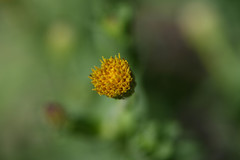 Eucephalus breweri