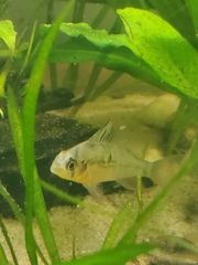 Mikrogeophagus altispinosus