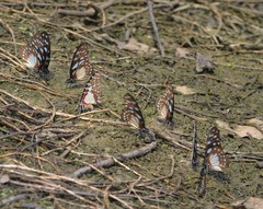 Graphium angolanus baronis