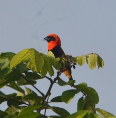 Euplectes hordeaceus