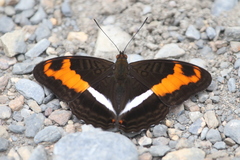 Adelpha sichaeus