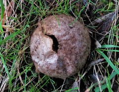 Lycoperdon scabrum