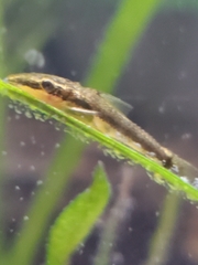 Otocinclus