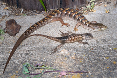 Elgaria multicarinata