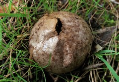 Lycoperdon scabrum