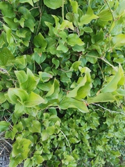 Smilax excelsa