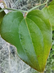 Smilax excelsa