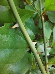 Smilax excelsa