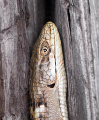 Elgaria multicarinata