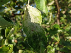 Podosphaera leucotricha