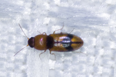 Paradonus inops