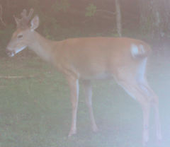 Odocoileus virginianus