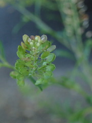Lepidium virginicum