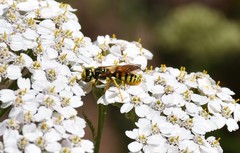 Philanthus crabroniformis