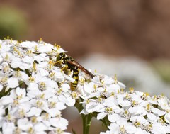 Philanthus crabroniformis