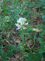Trifolium repens