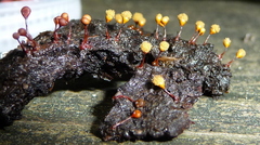 Hemitrichia clavata