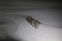 Sericochroa tenuis