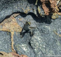 Cryptoblepharus schlegelianus