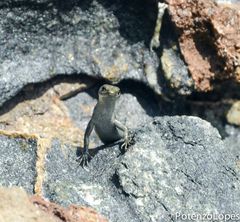 Cryptoblepharus schlegelianus