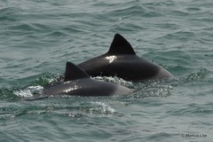 Cephalorhynchus heavisidii