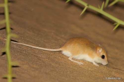 Namib Dune Gerbil (Gerbilliscus tytonis) — Least Concern Mammalia