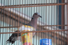 Streptopelia bitorquata