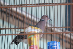 Streptopelia bitorquata