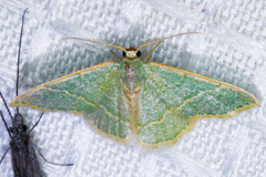 Chlorochlamys appellaria