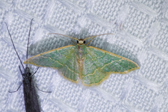 Chlorochlamys appellaria