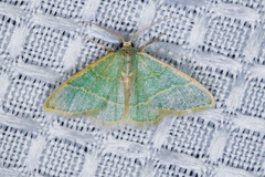 Chlorochlamys appellaria